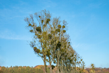 trees with mistletoe plants in the crown of the trees