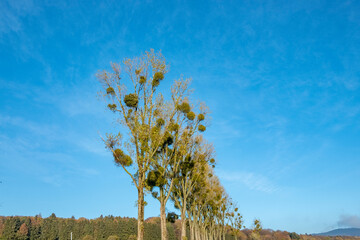 trees with mistletoe plants in the crown of the trees