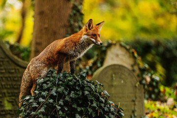 male red fox (Vulpes vulpes) on an ivy tombstone