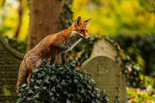 Male Red Fox (Vulpes Vulpes) On An Ivy Tombstone