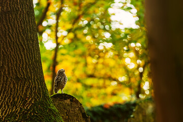cute little owl (Athene noctua) in autumn colours at the cemetery