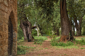 Sutri, Viterbo, Lazio, Italy: park of the ancient sacred woods, secular holm oak forest close to...