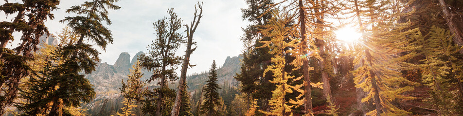 Larch