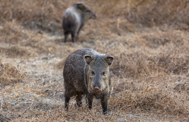 Wild boar