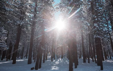 Foto op Plexiglas Winter forest © Galyna Andrushko