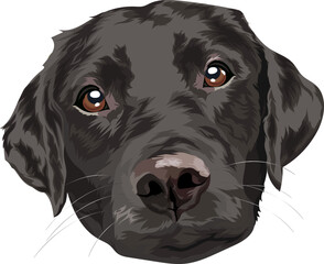 Black labrador retriever. Portrait of a dog on a white background. Vector illustration