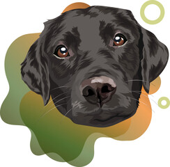 Black labrador retriever. Portrait of a dog on a colored background. Vector illustration.