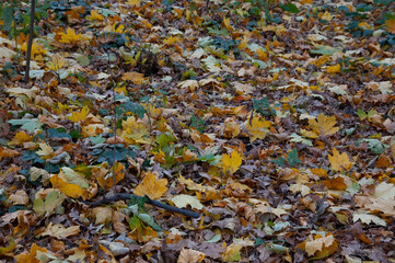 Autumn background: the ground is covered with fallen autumn leaves