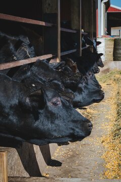 Cows On A Farm In Wisconsin