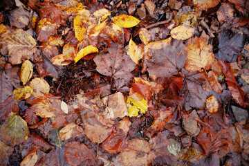 Looking down (point of view, overhead shot) to a natural texture made of dead yellow and brown leaves covering the soil, wet and muddy.

