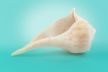 caracol