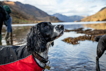 Springer spaniel in scottish highlands