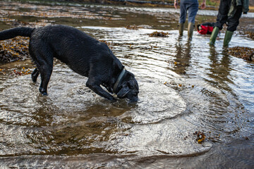 Black labrador digging in lake in Scotland
