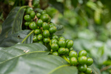 Close up photo of green coffee bean when spring season. The photo is suitable to use for nature...