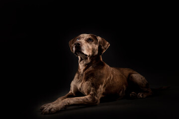 Louisiana catahoula leopard dog
