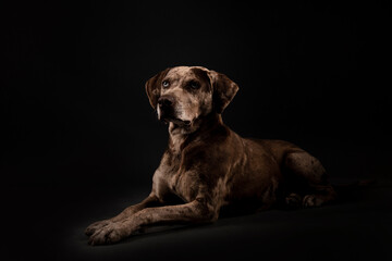 Louisiana catahoula leopard dog