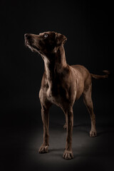 Louisiana catahoula leopard dog