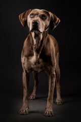 Louisiana catahoula leopard dog