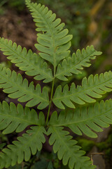 Close up photo of green ferns leaf on the forest when spring time. The photo is suitable to use for green leaf background, nature background and botanical content media.