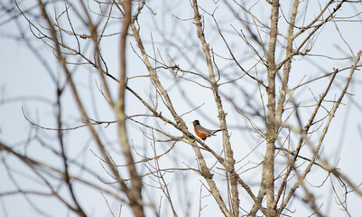 American Robin