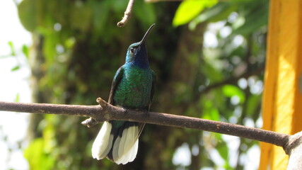 Male white-tailed sabrewing hummingbird (Campylopterus ensipennis) seen from below, Main Ridge Forest Reserve, Tobago