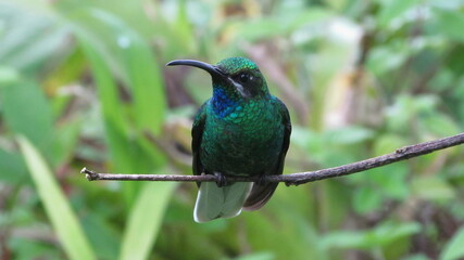 Male white-tailed sabrewing hummingbird (Campylopterus ensipennis), Main Ridge Forest Reserve, Tobago