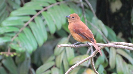 Female white-lined tanager (Tachyphonus rufus), Main Ridge Forest Reserve, Tobago
