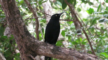 Carib grackle (Quiscalus lugubris lugubris), Tobago