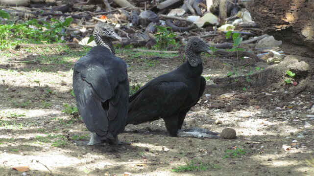 Black vultures (Coragyps atratus brasiliensis) on the ground, Mayaro, Trinidad