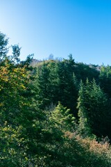 Vertical shot of lush green fores trees on the side of a mountain