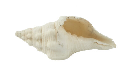 concha natural, caracol