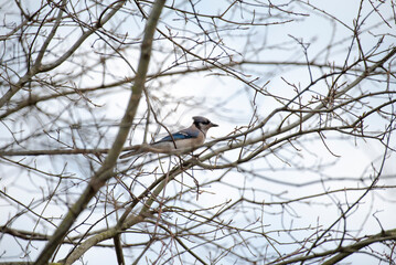 Blue Jay