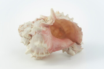 concha natural, caracol