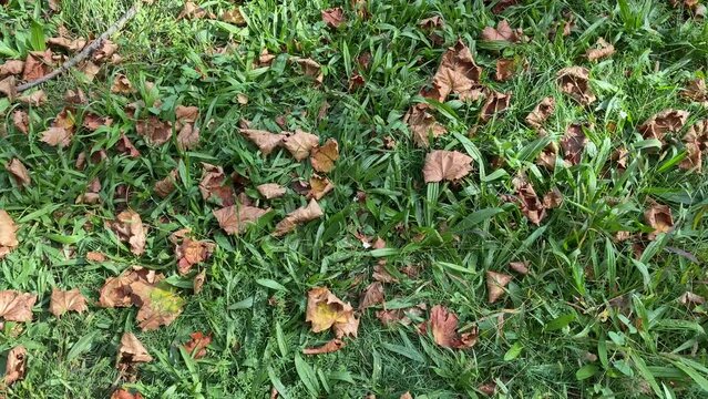 Dry leaves on green grass, in early autumn