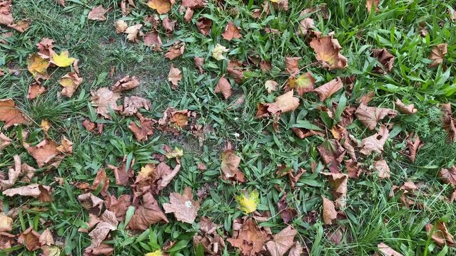Dry leaves on green grass, in early autumn