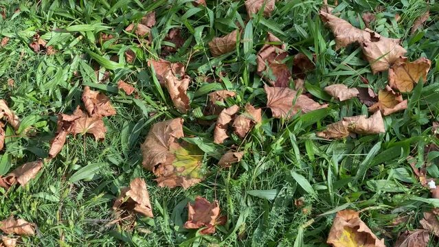 Dry leaves on green grass, in early autumn