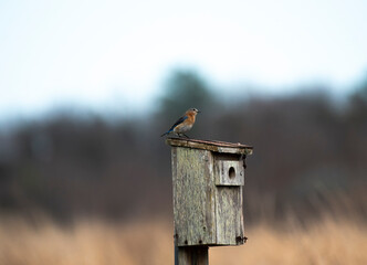 Eastern Bluebird