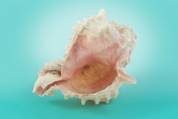 Naklejka premium concha natural, caracol