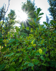Huckleberry picking Montana