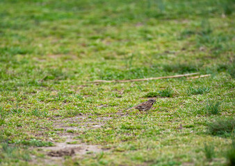 Song Sparrow
