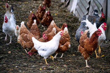 Young colorful chickens walk in the yard in the village.