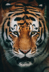 Tigerkopf Close Up - Sibirischer Tiger (Panthera tigris altaica) in Frontalansicht
