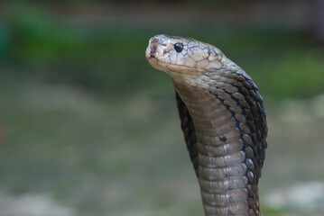 Fototapeta premium A javan spitting cobra naja sputatrix spreading its hood to intimidate enemy, cobra often being a threat in a settlement in indonesia 