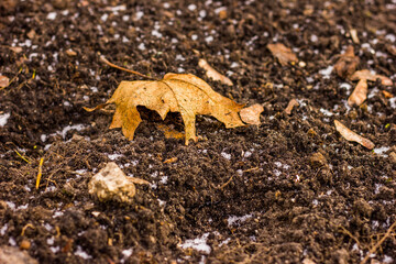 orange-red textured twisted maple leaf fallen on loose ground, shot at close range from ground level against the background of foliage of roots and branches in the afternoon in autumn or winter