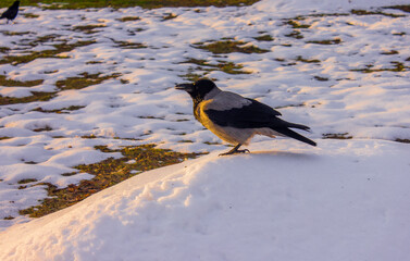 a gray-black magpie bird sitting on a snowdrift in a park during the day in winter against a background of snow and ice