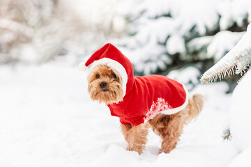 Small dog (puppy) yorkshire terrier with cute expression in Santa hat at Christmas. Happy New Year, Christmas, Yorkshire terrier (yorkie), holidays