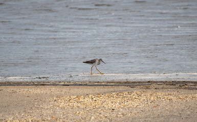 Greater Yellowlegs