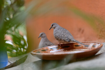 Tortolitas