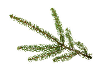 Fir tree branch iisolated on white