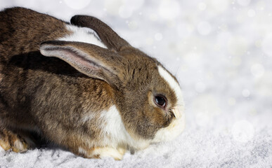 Rabbit in the snow